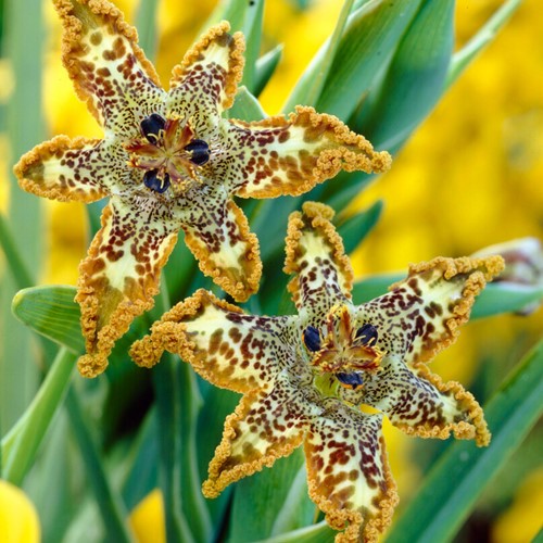 Ferraria Crispa – Starfish Iris