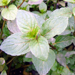 Peppermint Mentha piperita Senior