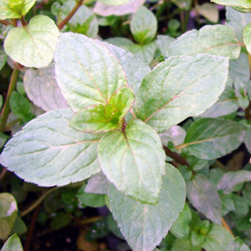 Peppermint Mentha piperita Senior