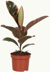 Ficus Elastica Belize - Ø12cm - 30cm