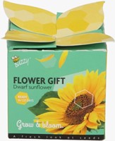 Buzzy flower gift (48 Display Units) Sunflower Helianthus-3