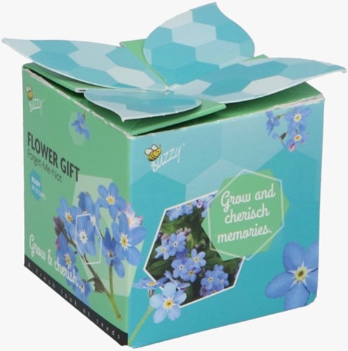 Buzzy flower gift (display 48x) Forget-me-not - Myosotis-2