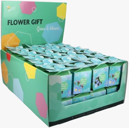 Buzzy Flower Gift (48x) Forget-me-not  ? Myosotis (Display 48x)