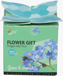 Buzzy Flower Gift Forget-me-not - Myosotis (1 gift box)