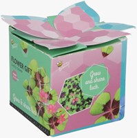 Buzzy Flower Gift (display 48x) Lucky Clover Trifolium repens-3