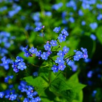 Forget-me-Not - Myosotis Personalized Printed Seed Packets - 10.000 pieces-3