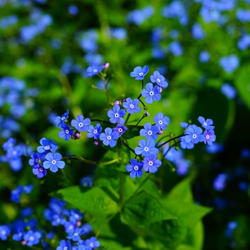 Forget-me-Not - Myosotis Personalized Printed Seed Packets - 1.500 pieces-3