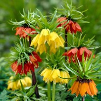 Fritillaria Imperialis Mix - Keizerskroon