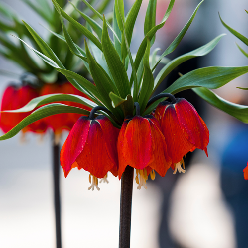 Fritillaria Imperialis Rubra Maxima - Crown imperial