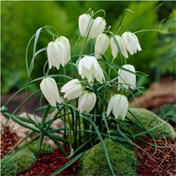 Fritillaria Meleagris Alba - Snake's Head