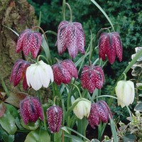 Fritillaria meleagris Mix - Snake's Head