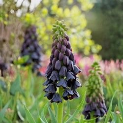 Fritillaria Persica (Large Pack) - Fritillary