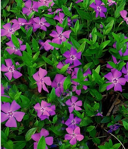 Purple Periwinkle Atropurpurea - Vinca minor (Six-pack)