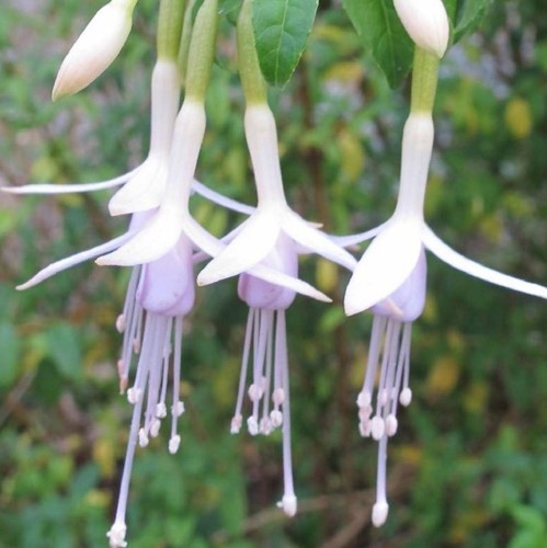 Fuchsia Magellanica Alba  ? Hummingbird Fuchsia
