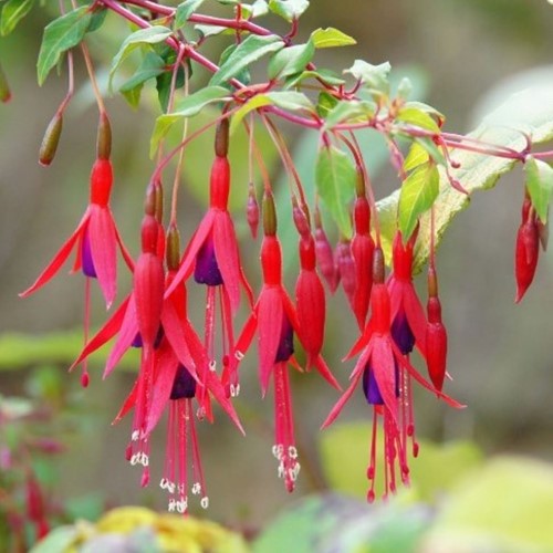 Fuchsia magellanica Riccartonii - Hummingbird Fuchsia (Three-pack)