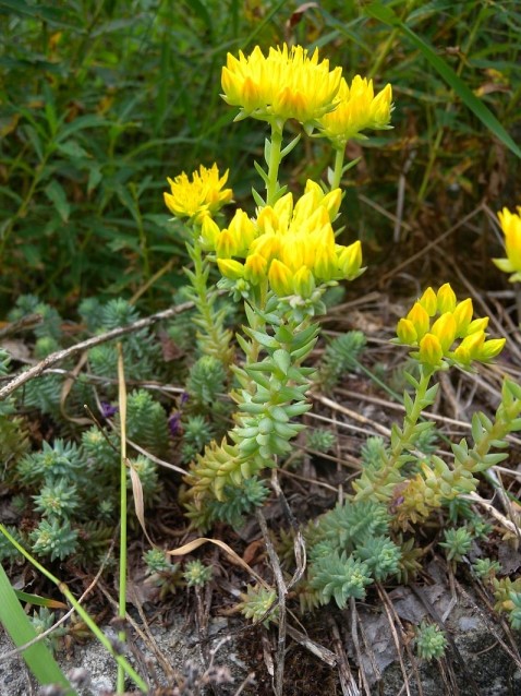 Buy Sedum Reflexum online at Gardencentre Koeman