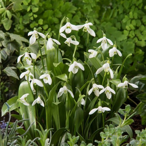 Galanthus woronowii - Glanzend sneeuwklokje (XL-Verpakking)