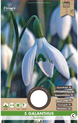 Galanthus Maximus – Snowdrops