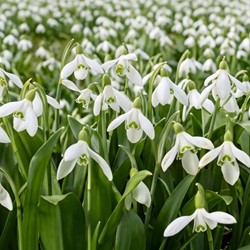 Galanthus woronowii - Green snowdrop (Large Pack)