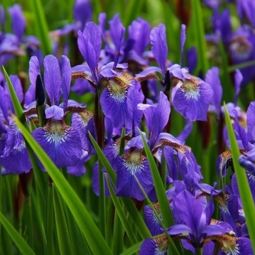 Iris Germanica Alcazar - Bearded Iris (Six-pack)