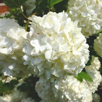 Guelder-rose Roseum - Viburnum Opulus