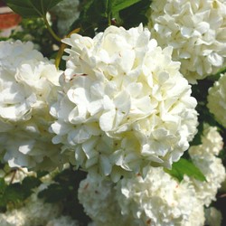 Guelder-rose Roseum - Viburnum Opulus