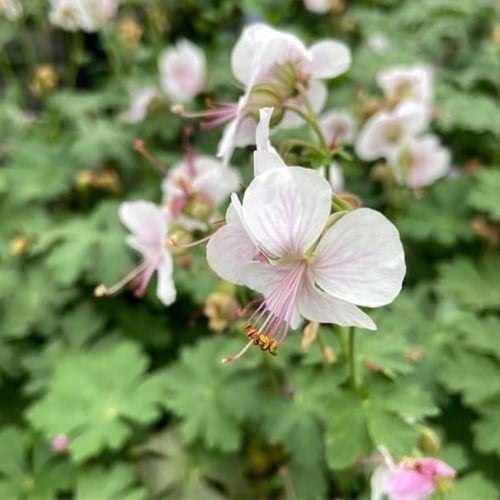 Geranium Cantabrigiense Biokovo - Cranesbill