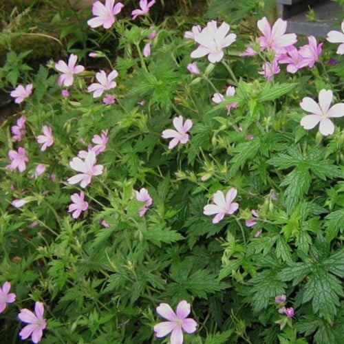 Geranium Endressii  ? Cranesbill