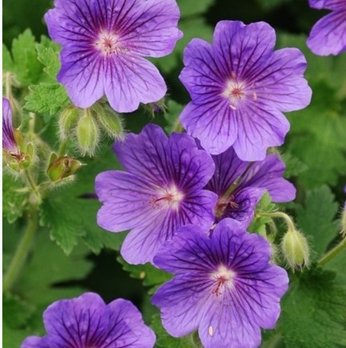 Cranesbill Rozanne - Geranium