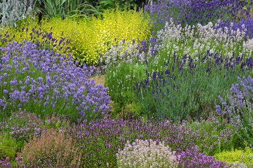 Ready-Made Border Scented - Modeste Herwig