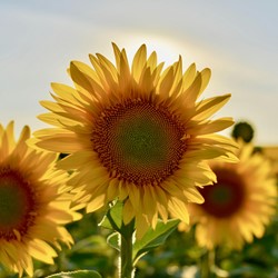 Giant Sunflower Organic - Helianthus