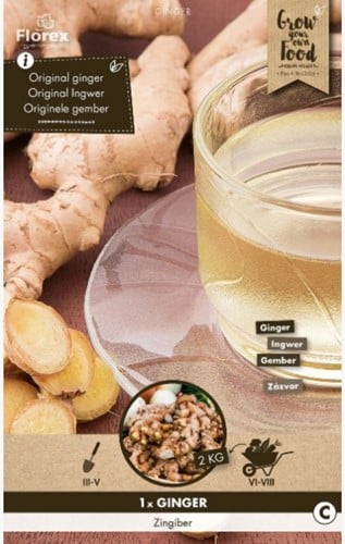 Ginger root - Zingiber officinalis