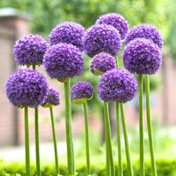 Allium Gladiator - Sierui