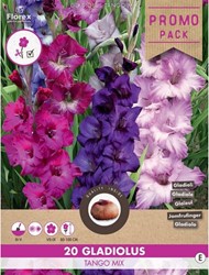 Gladiolus Tango Mix - Sword lily