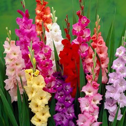 Organic bulbs: Gladiolus Mix
