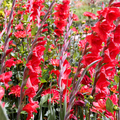 Red gladiolus discount
