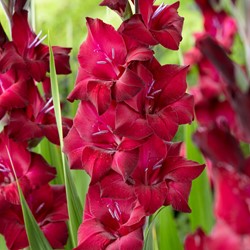 Gladiolus Black Star - Sword lily