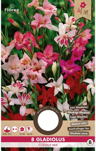Gladiolus Colvillii Mixed - Sword Lily