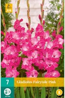 Gladiolus Fairytale Pink - Sword Lily-2