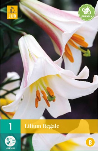 Lilium Regale - Lily-2