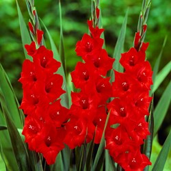 Gladiolus Mascagni – Red gladiolus