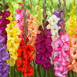 Gladiolus Mix