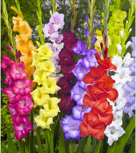 Gladiolus Mix (Large Pack)