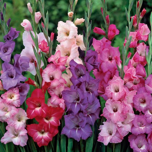 Gladiolus multiflora purple mixed – Sword lily