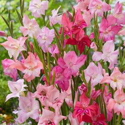 Gladiolus Mini Mix - Gladiolus Nanus