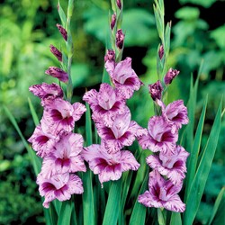 Gladiolus Passos - Sword lily