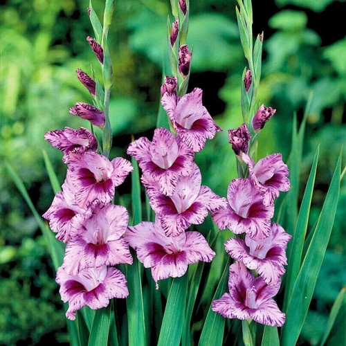 Gladiolus Passos - Gladiolus