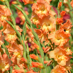 Gladiolus Peter Pears - Sword Lily