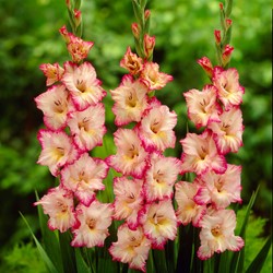 Gladiolus Priscilla - Sword lily