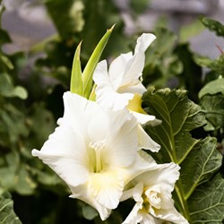 Gladiolus White - Sword lily Serena